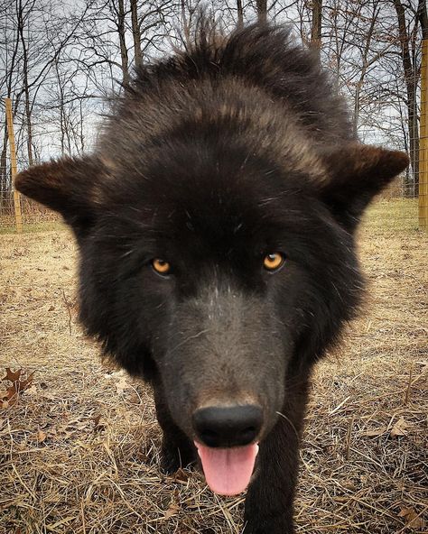 Silly Wolf, Wolf Hybrid, Dog Itching, Wolf Love, Wolf Pictures, Beautiful Wolves, Dog Allergies, Black Wolf, Wolf Howling