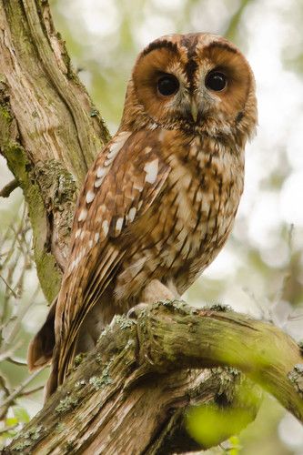 Beautiful Owls, Awesome Owls, Regnul Animal, Nocturnal Birds, Owl Photography, Tawny Owl, Burrowing Owl, Owl Photos, Owl Pictures