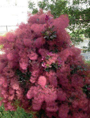 Cotinus Coggygria, Grass Weeds, Fall Trees, Front Landscaping, Growing Roses, Hybrid Tea Roses, Plants Garden, Native Garden, Flowers Plants