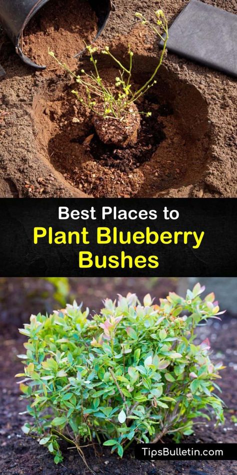 Where to Grow Blueberries - Best Blueberry Plant Locations Blueberry Shrub Garden, Blueberry Landscape Design, When To Plant Blueberry Bushes, Plant Blueberries From Fruit, Blueberry Bushes In Landscaping, Blueberry Growing Tips, Landscaping With Blueberry Bushes, Blueberry Soil Prep, Planting Berry Bushes