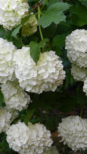 Cottage Gardening, White Hydrangeas, Spring 23, Hydrangea Macrophylla, Moon Garden, Trendy Flowers, White Gardens, White Hydrangea, Flowers Garden