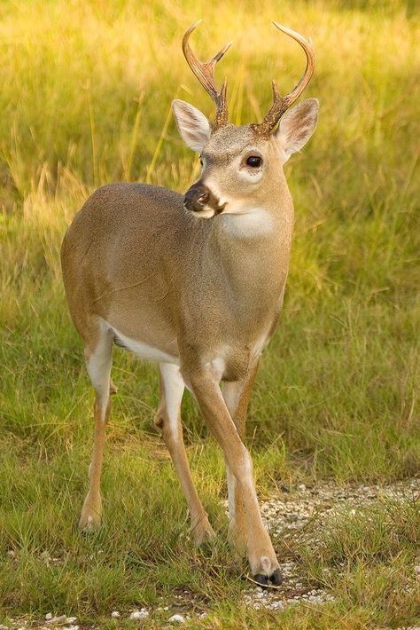 endangered Key Deer on Big Pine Key in the Florida Keys. Mule Deer, Nature, Endangered Species Photography, Big Pine Key Florida, Key Deer, Whitetail Deer Pictures, Deer Species, Endangered Wildlife, Open Season