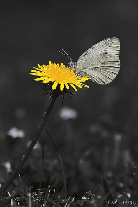 Yellow In Photography, Yellow Photography, Color Splash Photography, Splash Photography, Wallpaper Iphone Summer, Beauty Nature, Gray Aesthetic, Photo Background Images, Beach Wallpaper