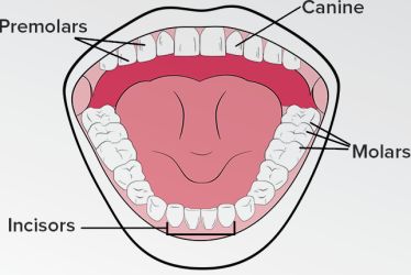 How Many Types Of Teeth Do We Have - A Plus Topper #HowManyTypesOfTeeth Plant Cell Drawing, Types Of Teeth, Teeth Diagram, Function Diagram, Dental Assistant School, Dental Assistant Study, Teeth Drawing, Narrative Writing Prompts, Sistem Pencernaan