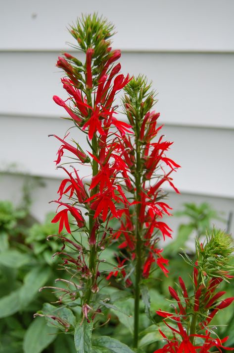 Cardinal Flower - Lobelia cardinals. If you love red, you need this plant. Vigorous and tough, native of North America, likes part sun and lots of moisture. Lupines Garden, Lobelia Cardinalis, Milkweed Seeds, Hummingbird Plants, Indoor Flowering Plants, Cardinal Flower, Asclepias Tuberosa, How To Attract Hummingbirds, Herbaceous Perennials