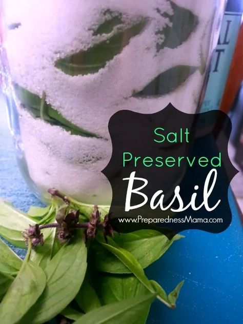 3 Ways to Preserve Your Basil Harvest | PreparednessMama How To Preserve Basil, Preserve Eggs, Preserve Herbs, Preserving Basil, Melissa K Norris, How To Grow Herbs, Useful Plants, Basil Olive Oil, Preserving Herbs