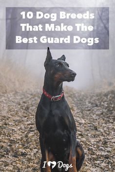 These breeds have a  These breeds have a strong instinct to keep the people they love safe! Doberman Puppy Training, Best Guard Dog Breeds, Dogs Doberman, Protective Dog Breeds, Breeding Business, Doberman Breed, Personal Protection Dog, Mt Olympus, Guard Dog Breeds