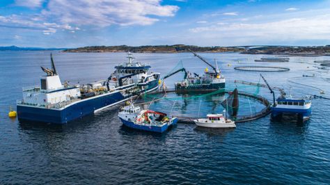 Salmon fish farm in Norway Nature, Norwegian Salmon, Fishing Activities, Ways To Conserve Water, Water Facts, Sustainable Fishing, Fish Activities, Salmon Farming, Rainforest Plants