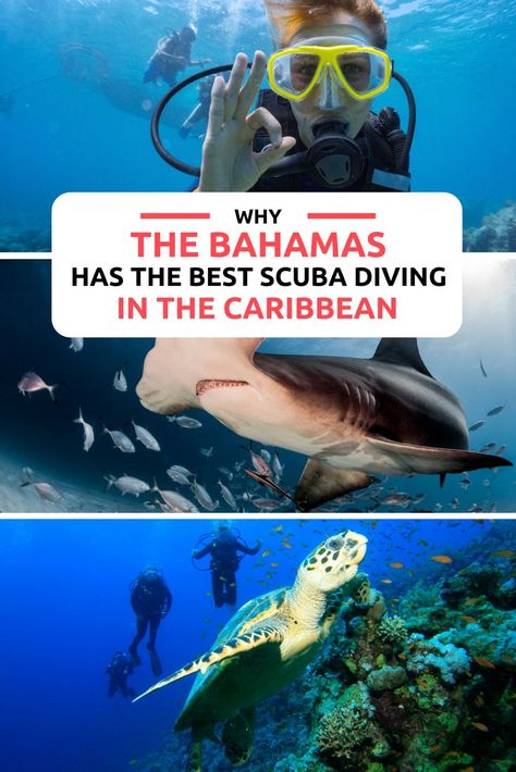 Bahamas Sharks, Bahamas Eleuthera, Bahamas Travel Guide, Honeymoon Adventure, Scuba Diving Quotes, Bahamas Honeymoon, Paradise Island Bahamas, Swimming Pigs, Adventurous Honeymoon