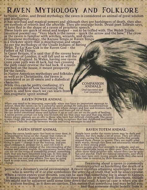 Raven Vs Crow, Edgar Allen Poe Art, Crow Facts, Crow Totem, Celtic Signs, Philippine Mythology, Spells Magic, Raven And Wolf, Myths & Monsters