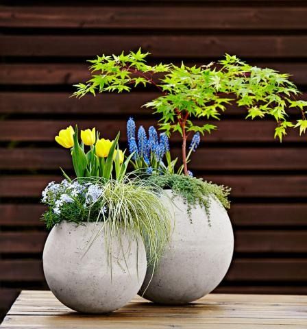 Reimagine the humble concrete garden sphere by flipping it over and transforming it into a planter full of ready-to-bloom spring bulbs. Here's how: http://www.midwestliving.com/garden/container/how-to-make-a-concrete-globe-garden-planter/ Gardening Benefits, Garden Diy Decoration Ideas, Container Gardening Ideas, Garden Spheres, Diy Concrete Planters, Dish Garden, Concrete Garden, Garden Windows, Garden Containers