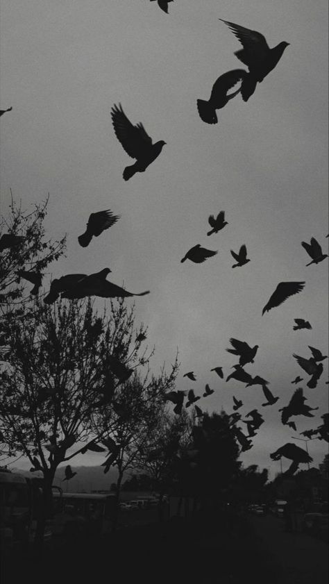 Raven Bird Aesthetic, Dark Raven Aesthetic, Crow Aesthetic Wallpaper, Scary Birds, Flock Of Crows, Raven Pictures, Raven Bird, Gothic Wallpaper, Crows Ravens