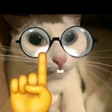 Google Classroom Profile Pictures, Google Classroom Pfp, Nerd Pfp, Animals With Glasses, Glasses Pfp, Glasses Meme, Nerd Cat, Feeling Silly, Cat With Glasses