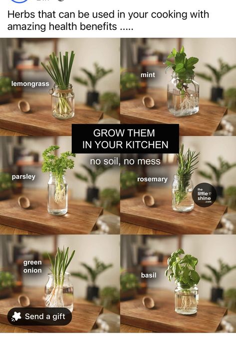 Potting Indoor Plants Tips, Growing Your Own Herbs, Herbs In A Jar, How To Grow Herbs In Water, Herbs You Can Grow Indoors, How To Grow Herbs In Pots, How To Plant Herbs In Pots, How To Grow Sage, Plants Growing In Water