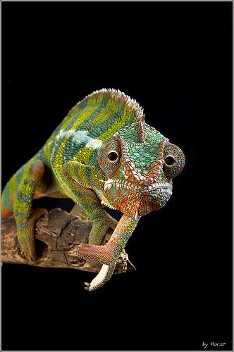 Types Of Chameleons, Colorful Lizards, Veiled Chameleon, Chameleon Lizard, Chameleon Art, Cute Reptiles, Chameleons, Reptiles And Amphibians, Animal Planet