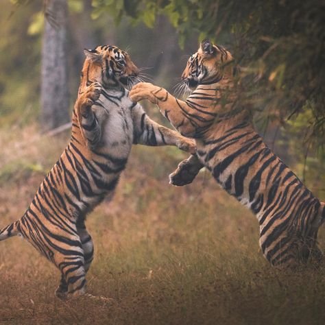 “Playing is a vital part of a tiger cub’s training. By the time they turn 18-months-old, they should be able to hunt by themselves.” 📸 + caption by Fernando O'Farril for #TigerTuesday 🐅 Discovery (@Discovery) | Twitter