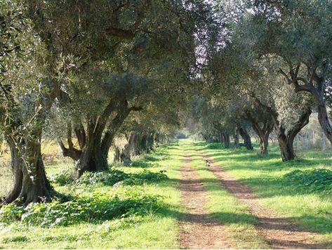 An Olive grove on Carol Drinkwater's olive farm called Appassionata. Great story. Olive Farm, Olive Harvest, Eden Project, Olive Tree, Urban Farming, Anne Of Green Gables, One Tree, Country Art, Great Stories