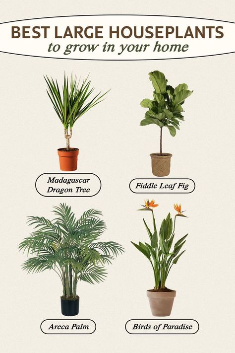 Tall indoor plants have a place in every home; whether they are used to fill empty corners or tall walls, or simply to make a bold statement in a room. Here some of our favorite tall indoor plants; they are hardy, beautiful and don't require much attention. #plantcare #planttips #plantlife #plantlover #britelabsgrowclub #growlights Tall House Plants, Large Houseplants, Tall Indoor Plants, Corner Plant, Plant Care Houseplant, Vegetable Garden Diy, Living Room Plants, Inside Plants, Best Indoor Plants