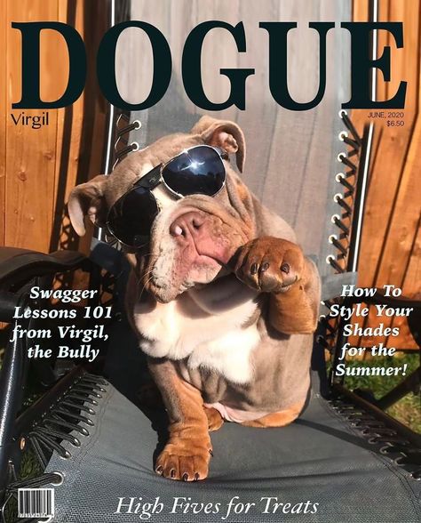 People Are Creating 'Dogue' Covers By Editing Their Dogs Into Them (30 Pics) People To Edit, Dog Family Pictures, Pet Photography Studio, Cover Of Vogue, Funny Animal Photos, Vogue Covers, Shelter Dogs, Editing Pictures, Custom Pet Portraits