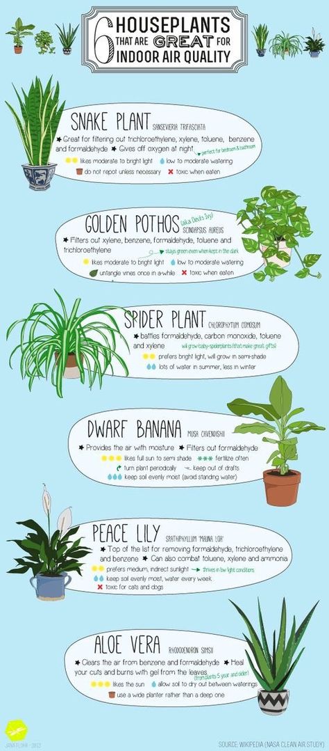 The air we breathe matters but did you know plants can help improve the air in your home? Plants have a far bigger impact than just being a decorative asset and nice to look at.  In fact NASA has compiled a first list of air-filtering plants as part of the NASA Clean Air Study, which researched ways to clean air in spa Banana Spider, Plants Pothos, Spider Plant, Golden Pothos, Inside Plants, Houseplants Indoor, Peace Lily, Spider Plants, Growing Indoors