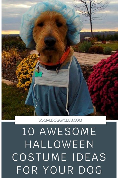 Let your dog join in on the fun of Halloween with a fun costume. Here are some awesome ideas for when you take your dog trick or treating! Last Minute Dog Costume, Oscar The Grouch Dog Costume, Dog Frankenstein Costume, Labrador Retriever Halloween Costume, Dog Bounty Hunter Costume Couple, Diy Disney Dog Costume, Funny Big Dog Costumes, Dog Mummy Costume, Cowgirl Dog Costume