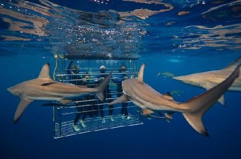 ...  in the warmer waters of KZNNatal, different species of shark can be found on our cage dive like Blacktip sharks, Dusky Sharks, Spinner Sharks, Tiger and Zambezi Sharks. Shark Cage Diving Cape Town, Dusky Shark, Dog Lion Mane, Shark Cage Diving, Shark Cage, Adventure Picture, Shark Pictures, Species Of Sharks, Shark Diving