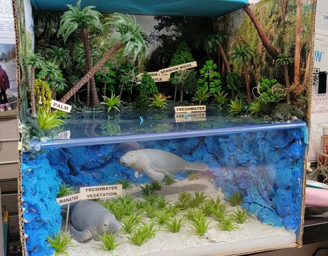 Aquatic Ecosystem Project, Freshwater Diorama, Ocean Ecosystem Project, Diroma Ideas, Pond Diorama, Rain Forest Diorama, Underwater Diorama, Ecosystems Diorama, Science Exhibition Projects