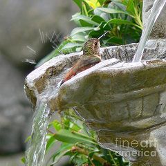 Humming Bird Bath, Hummingbird Bird Bath, Bird Bath Garden, Hummingbird Art, Hummingbird Garden, Luxury Garden, Garden Fountain, All Birds, Pretty Birds