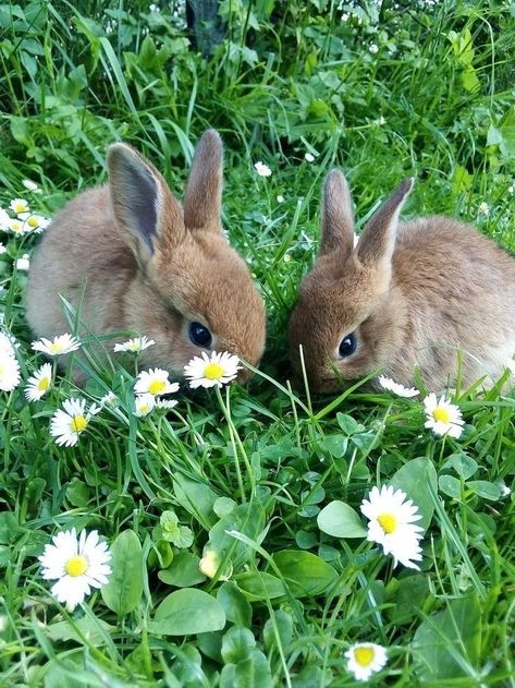 Baby Bunny Aesthetic, Wild Bunnies, Naomi Core, Wild Rabbits, Bunny Cottage, Rabbit Pictures, Wild Rabbit, Spring Animals