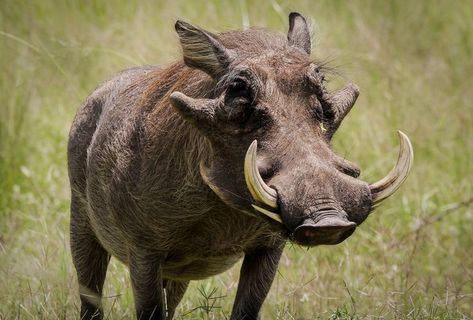 Warthog Tattoo, Warthog Art, Wart Hog, Harpy Eagle, Wild Pig, Wild Animals Photography, Africa Wildlife, Animal Study, Wild Boar