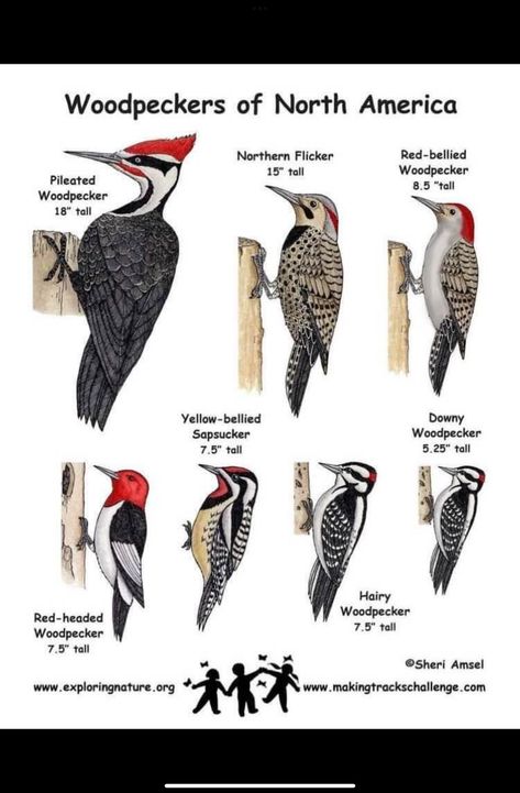 Backyard Birds Watching, Backyard Birds Sanctuary, Bird Facts, Bird Identification, Western New York, Comparison Chart, Birds And The Bees, Woodpeckers, Nature Birds