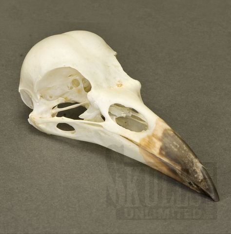 Bird Bones, Skull Reference, Animal Skeletons, Crow Skull, Vulture Culture, Raven Skull, Bird Skull, Animal Bones, Skull Drawing