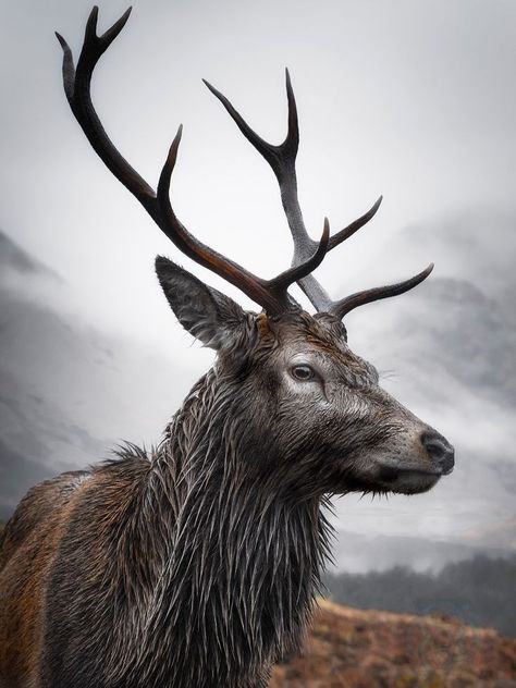 Elk Pictures, Elk Photography, Deer Photography, Wild Animals Photography, Wild Animals Photos, Deer Photos, Deer Pictures, Afrique Art, Deer Art