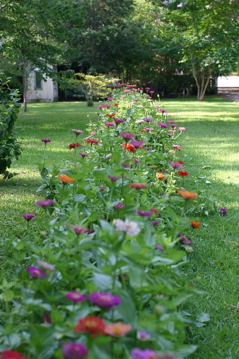 Cut Flower Garden Layout, Flower Garden Layout, Zinnia Garden, American Meadows, Wild Flower Meadow, Garden Idea, Cut Flower Garden, Decoration Garden, Wildflower Garden