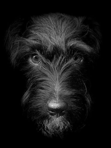 Patterdale Terrier---awesome pic Patterdale Terrier, Irish Terrier, Black And White Dog, White Dog, Bear Cubs, Scottish Terrier, Scottie Dog, Dog Photography, Terrier Dogs