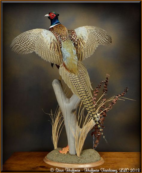 Pheasant Taxidermy, Pheasant Mounts, Deer Mount Decor, Duck Mounts, Ringneck Pheasant, Hunting Shack, Waterfowl Taxidermy, Duck Mount, Bird Taxidermy