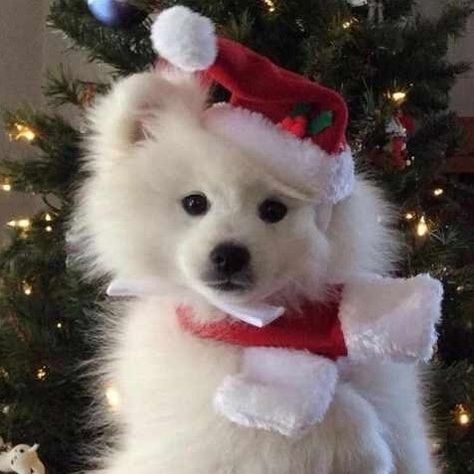 Neon ೀ on TikTok Christmas, Dogs, A Small, Christmas Tree, Red, White