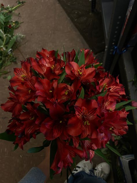 Red Lilies Flowers, Red Lilies Aesthetic, Lilys Wedding Bouquet, Flower Lily Aesthetic, Red Lily Aesthetic, Lilys Aesthetic Flower, Red Nature Aesthetic, Peruvian Aesthetic, Peruvian Lillies