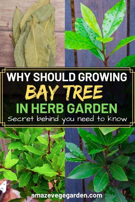 Bay Laurel Tree, Vege Garden, Bay Tree, Container Garden Design, Home Vegetable Garden, Organic Gardening Tips, Bay Leaves, Food Garden, Garden Trees