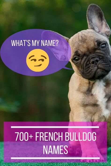 If you are looking for French Bulldog names, look no further. Click the image 👈🏻👈🏻 for an extensive list to name your new Frenchie, it’s alphabetical and divided into male and female French Bulldog names. Male Dog Names List, Female French Bulldog, Dogs Names List, Frenchie Pug, Dog Photo Ideas, Brindle French Bulldog, French Bulldog Names, Name Idea, Bulldog Names