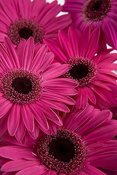 * Calyx Flowers, Dark Pink Flowers, Nature Rose, Pink Gerbera, Pink Daisies, Gerber Daisy, Color Fucsia, Gerbera Daisies, Deco Nature