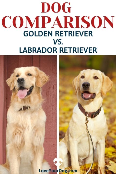 The Golden Retriever and the Labrador Retriever are very similar dogs and at the same time also quite different in many respects. Whether you are here because you are deciding which breed suits you better, or you are simply here to educate yourself, hopefully you will find the information you are looking for! #LoveYourDog #GoldenRetriever #LabradorRetriever #DogBreedComparisons #FamilyDogs #BestFamilyDogs Lab Retriever Mix Puppy, Golden Retriever And Labrador, Golden Retriever Lab Mix Puppy, Golden Retriever Lab Mix, Golden Retriever Vs Labrador, Golden Labrador Puppy, Labs Dogs, Golden Labrador Puppies, Lab Mix Puppies