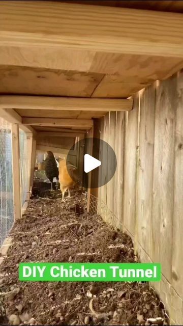 Chicken Coop Tunnel, Diy Chicken Tunnel How To Build, Chicken Coop Tunnel Ideas, Chicken Tunnel Ideas, How To Build A Chicken Run, Trampoline Chicken Coop Diy, Chicken Tunnel Around Garden, Chunnel Chicken Tunnel, Chicken Fence Ideas