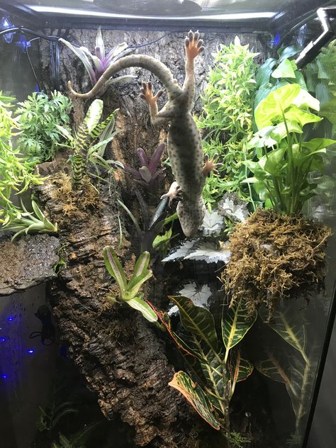 Tokay Gecko Enclosure, Reptile Exhibit, Jurassic Terrarium, Crested Gecko Vivarium, Chameleon Enclosure, Gecko Vivarium, Tokay Gecko, Terrariums Diy, Gecko Habitat