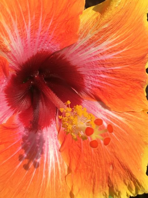 Orange Hibiscus Flower, Orange Hibiscus, Nothing But Flowers, Orange Aesthetic, Flower Therapy, Hibiscus Flower, Summer 24, Hibiscus Flowers, Orange Blossom