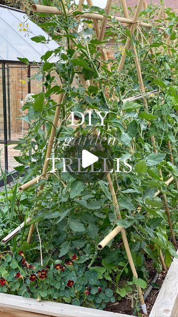 Bamboo Stakes Garden, Diy Bamboo Trellis Ideas, Bamboo Trellis Ideas, Bamboo Trellis Diy, Tomato Stakes Ideas, Pea Trellis Ideas, Tomato Trellis Ideas, Pole Bean Trellis, Natural Trellis