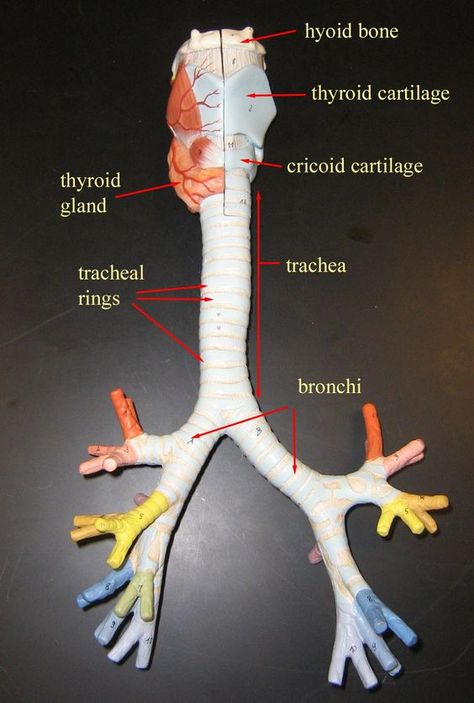 Bronchial Tree Anatomy #respiratory #lung #health #human #body: Lab Practical Anatomy, Bronchial Tree, Tree Anatomy, Lung Model, Respiratory System Anatomy, Lung Anatomy, Urinary System, Science Girl, Lung Health