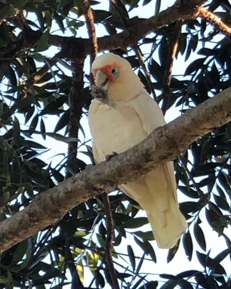 Found this corella, nibbling on a snack at Centennial Park, Sydney Australia. 🌳 Corellas are part of the cockatoo family and these playful birds are usually ground-feeding, by using their big bills to eat grass seeds. The Long-billed Corella has the advantage of being able to more easily reach the deeper bulbs. 👉 Follow @hikewithbite #sydneyaustralia #sydney #australia #corella #sydneylocal #sydneyharbour #insta #nsw #ilovesydney #sydneyfood #sydneyeats #sydneyoperahouse #photography #t... Centennial Park Sydney, Visit Sydney, Sydney Food, Sydney City, Centennial Park, Grass Seed, Sydney Harbour Bridge, Sydney Australia, New South Wales