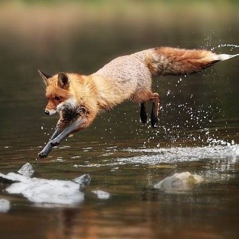 And Other Animals Fish Jumping Out Of Water, Fox Anatomy, Regard Animal, Gorgeous Animals, Anatomy References, Fox Pictures, Fennec Fox, Pet Fox, Pretty Animals