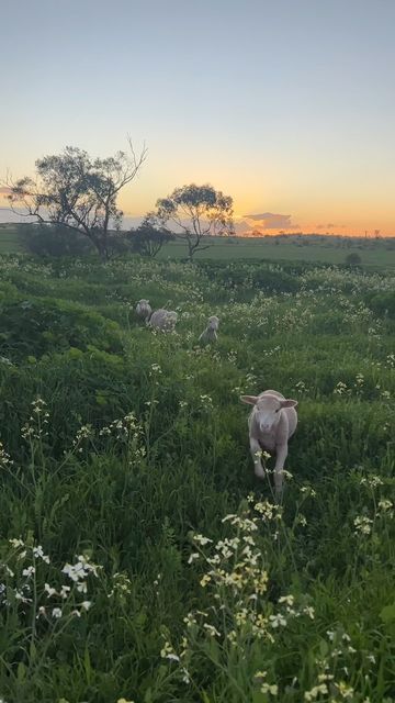 @addies_orphanlambs on Instagram: "What season is it where you are?   We’re almost into spring here so all the wildflowers are starting to bloom 🌸🌼  #sheep #lambs #petsheep #australia #farm" Sheep On Farm, Pet Sheep, Spring Lambs, Blue Shutters, Board Shop, Couples Goals, Spring Season, Cute Couples Goals, Shutters